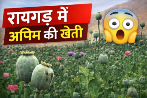 रायगढ़ में अवैध अफीम की खेती का बड़ा खुलासा 