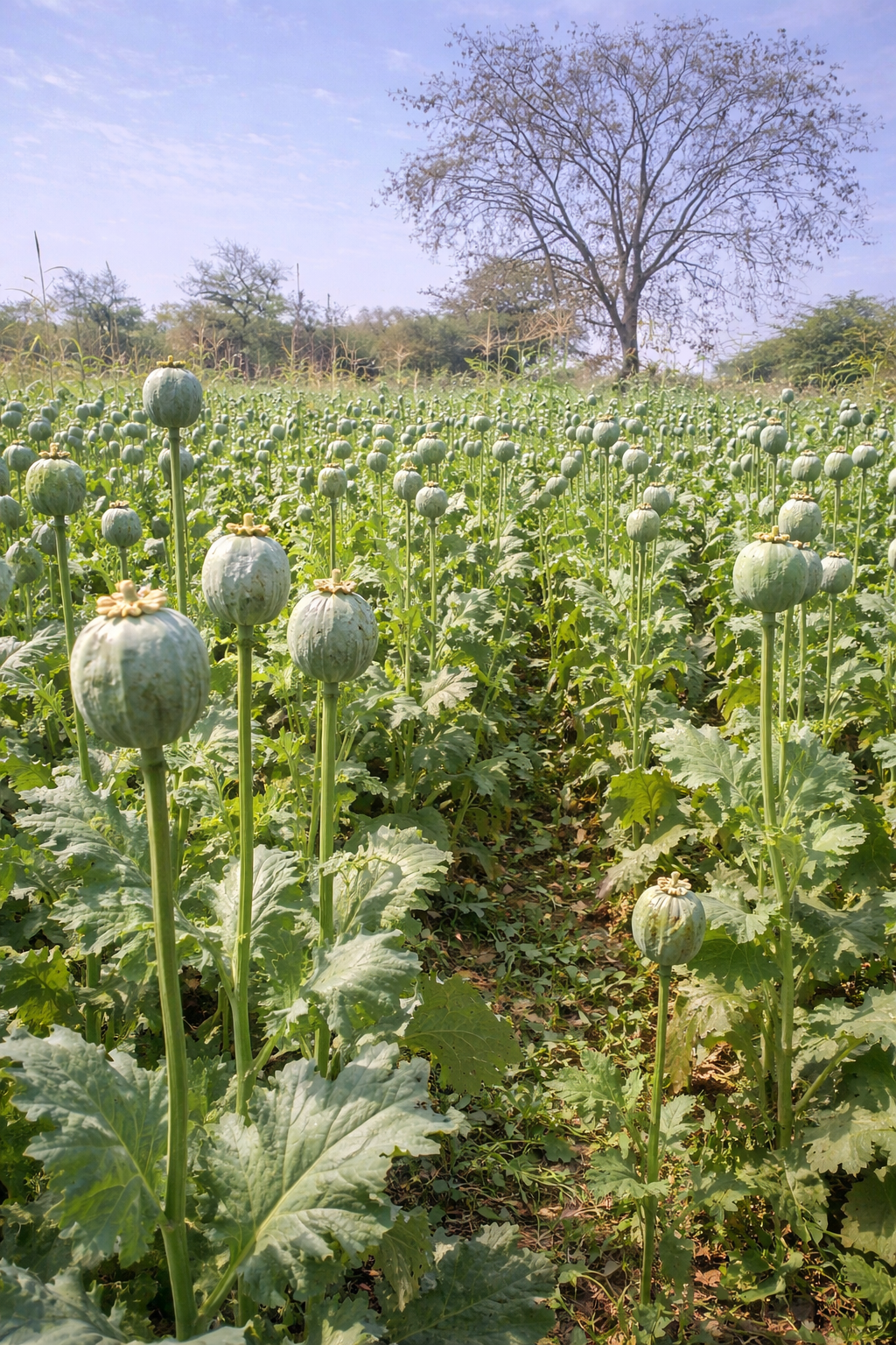 छत्तीसगढ़ न्यूज़ 2026 Today