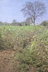 छत्तीसगढ़ न्यूज़ 2026 Today: दुर्ग में अफीम खेती विवाद क्या है